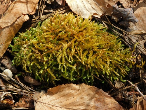Heterophyllium