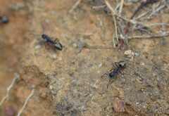 Dolichoderus scabridus