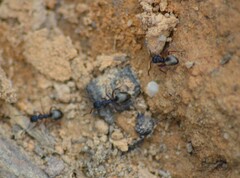 Dolichoderus scabridus