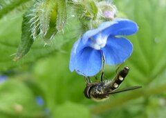 Platycheirus albimanus