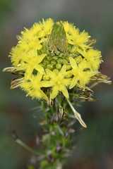 Bulbine narcissifolia
