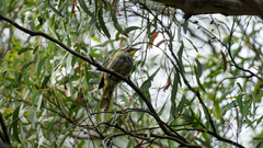 Nesoptilotis flavicollis