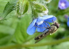 Platycheirus albimanus