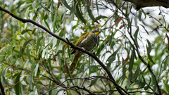 Nesoptilotis flavicollis