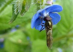 Platycheirus albimanus