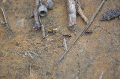 Dolichoderus scabridus