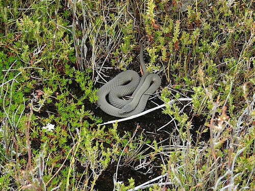 White-lipped Snake, Drysdalia coronoides