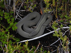 Drysdalia coronoides