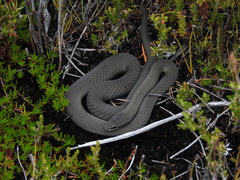 Drysdalia coronoides