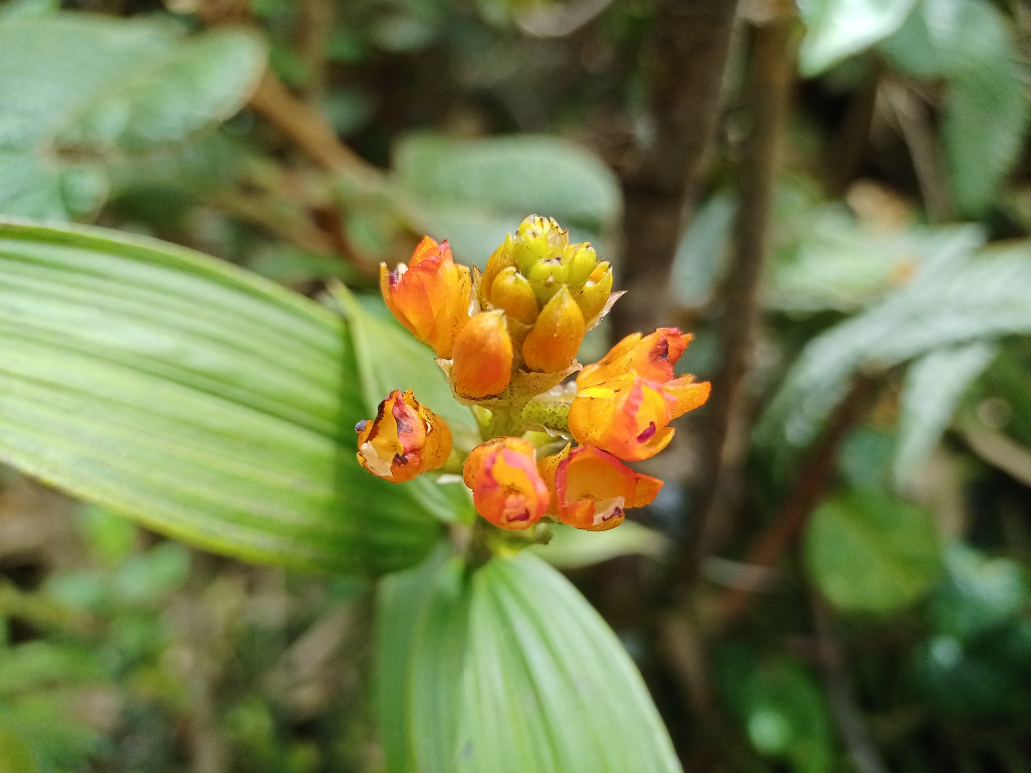 Elleanthus aurantiacus image