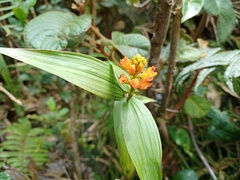 Elleanthus aurantiacus