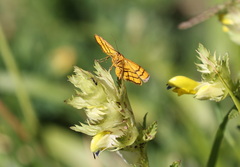 Idaea aureolaria