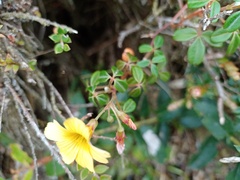 Oxalidaceae