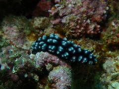 Phyllidiella pustulosa
