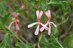 Pelargonium acetosum