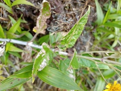 Munnozia