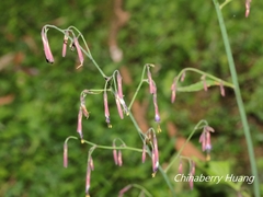 Notoseris melanantha