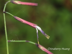 Notoseris melanantha