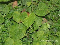 Notoseris melanantha