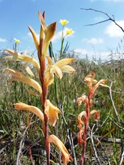 Watsonia spectabilis