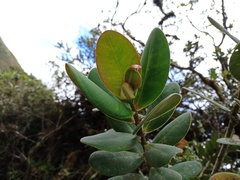 Clusiaceae