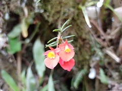 Fernandezia subbiflora