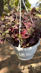 Iresine diffusa herbstii