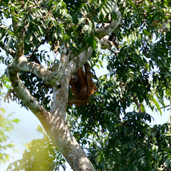 Pongo pygmaeus morio