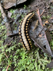 Nyssodesmus python