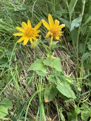 Arnica cordifolia