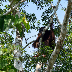 Pongo pygmaeus morio
