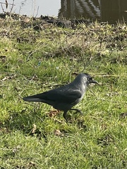 Corvus monedula