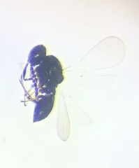 Platygastrinae