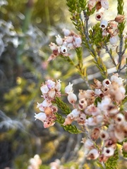 Erica verecunda