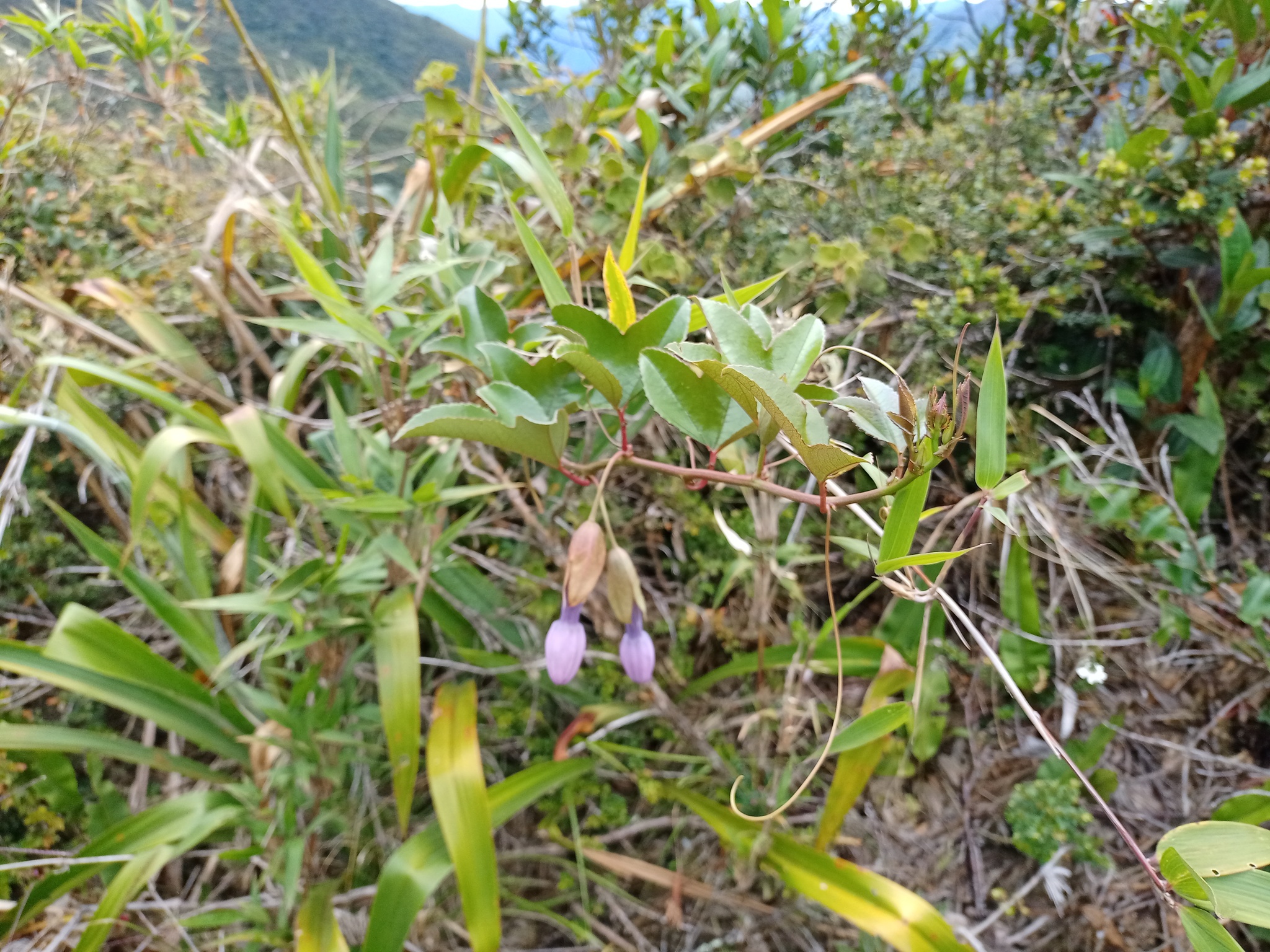 Passiflora cumbalensis image