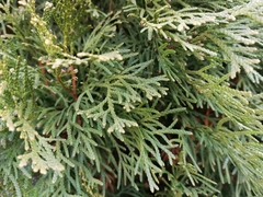 Pestalotiopsis funerea