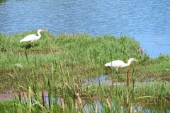 Ardea intermedia plumifera