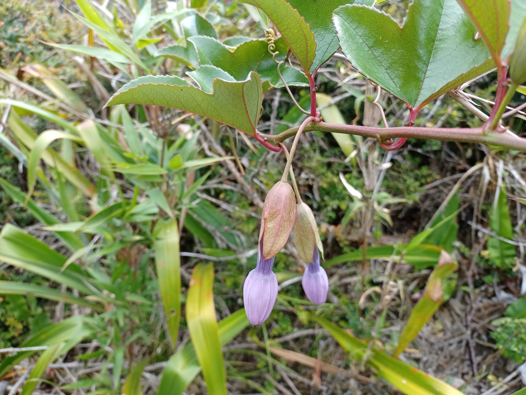 Passiflora cumbalensis image