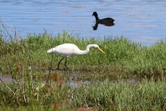 Ardea intermedia plumifera