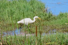 Ardea intermedia plumifera