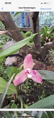 Lycaste virginalis