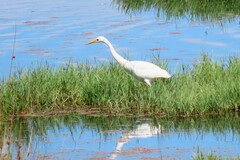 Ardea intermedia plumifera