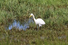 Ardea intermedia plumifera