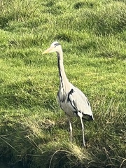 Ardea cinerea