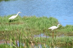 Ardea intermedia plumifera