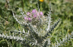 Carduus carlinoides