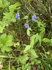 Mertensia paniculata
