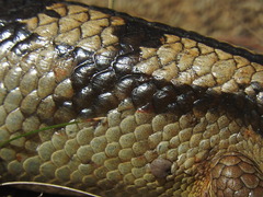 Bothriocroton hydrosauri