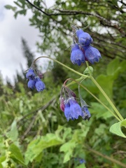 Mertensia paniculata