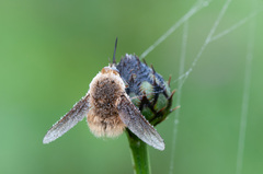 Bombylius posticus